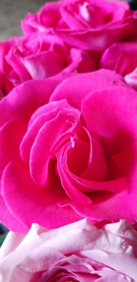 Double rose summer bloom