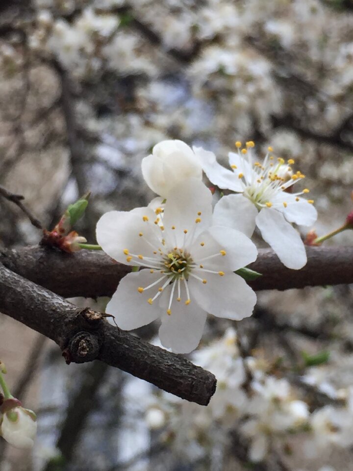 Tree garden nature photo