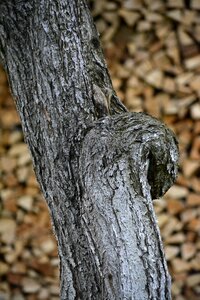 Wooden material nature