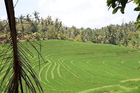 Indonesia bali rice field photo
