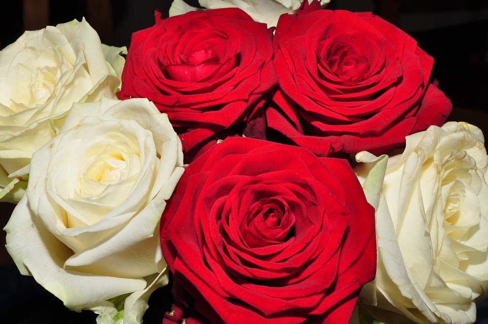 Flowers red white