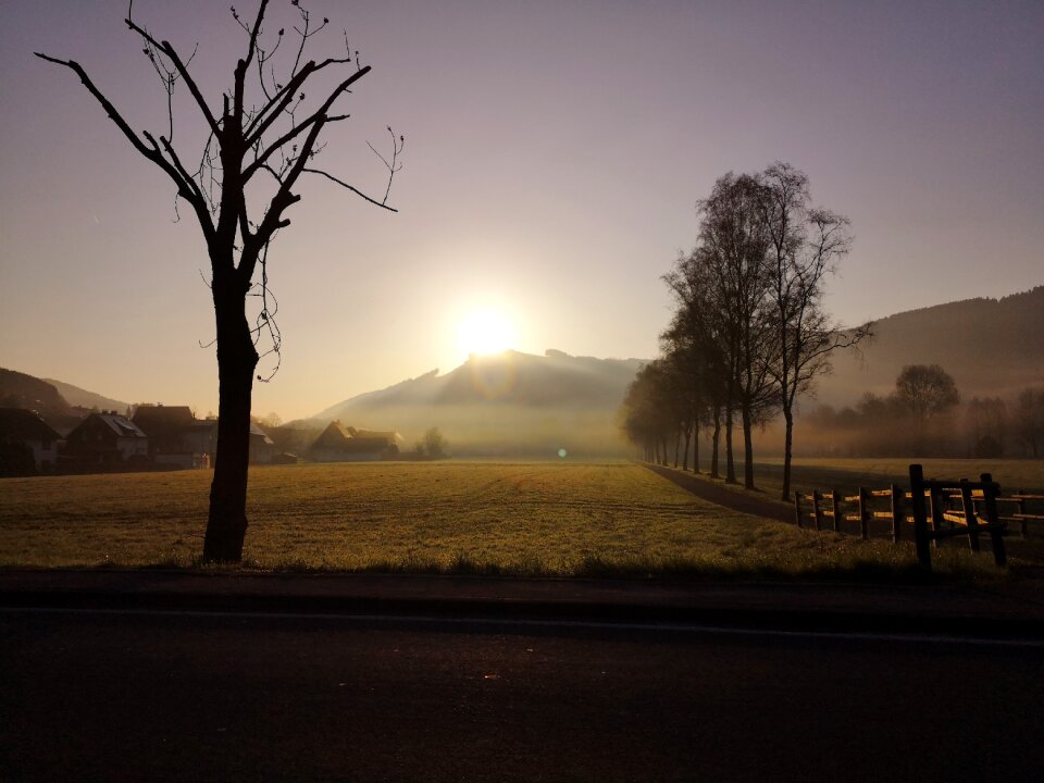 Fog tree sunset