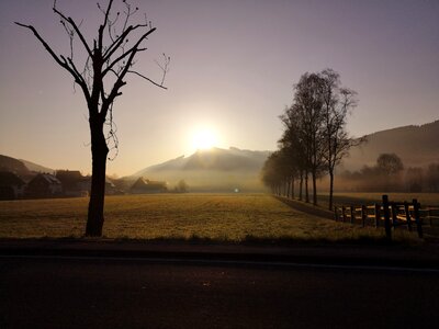 Fog tree sunset photo