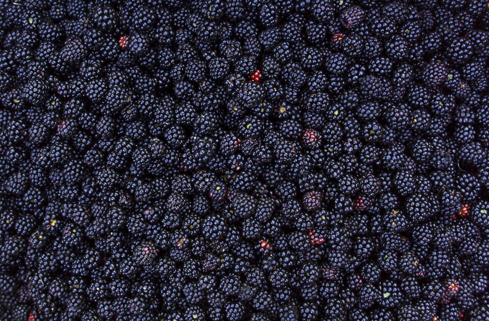 Summer food berry