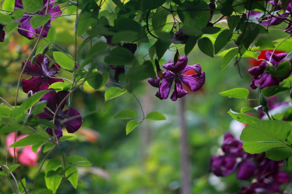 Spring nature flower vine