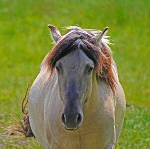 Frontal beige grey