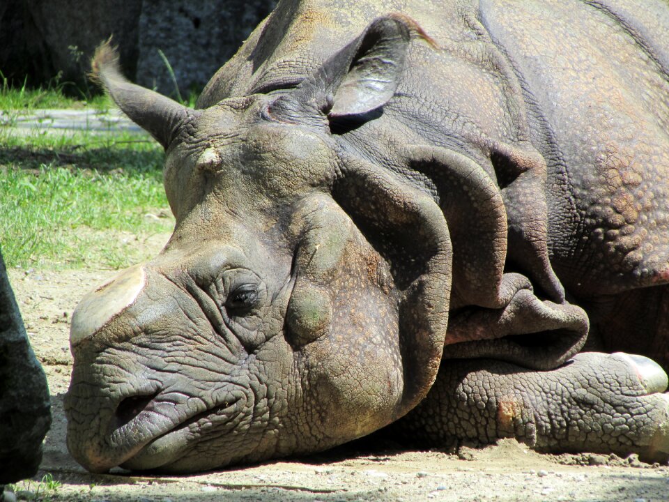 Sun asian rhinoceros battered horn