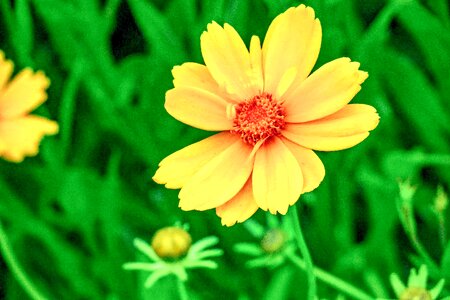 Natural wild flowers bloom photo