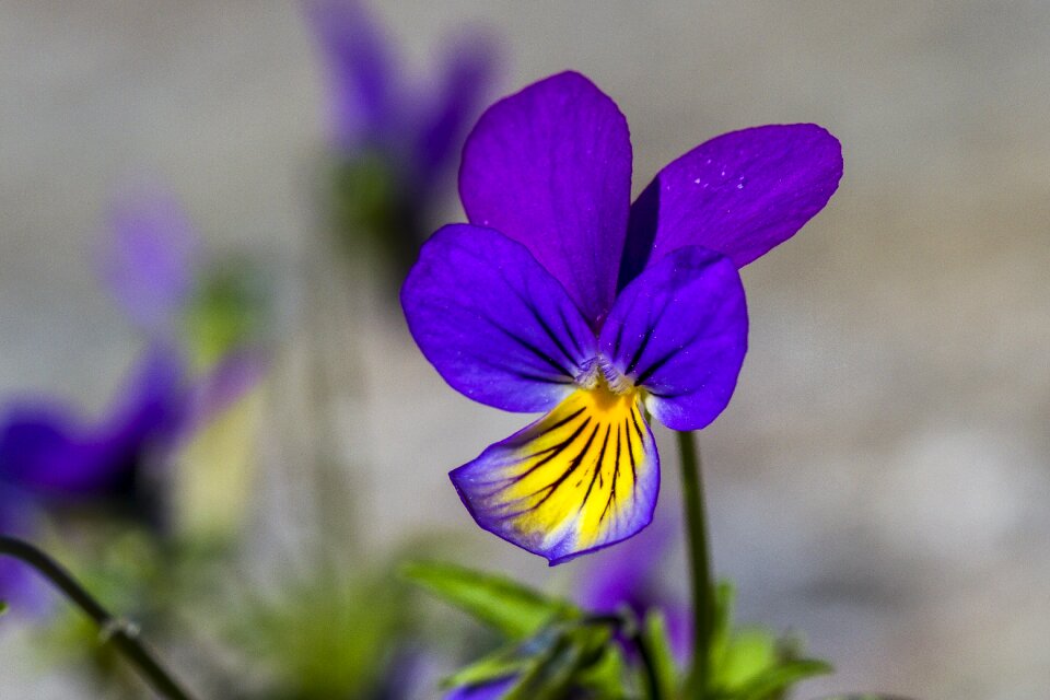 Pansy macro purple