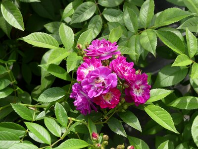 Floribunda scented rose violet photo