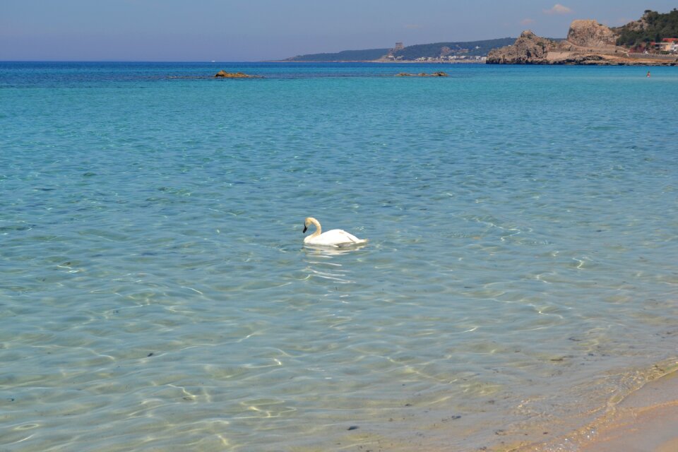 Nature cygnus beach