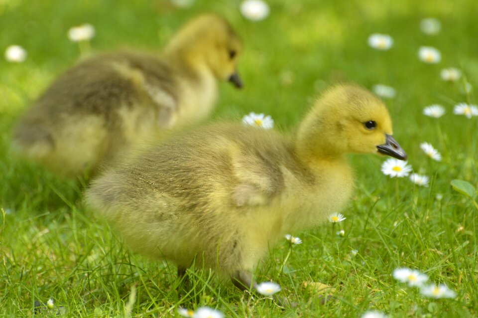 Animal world chicken young bird