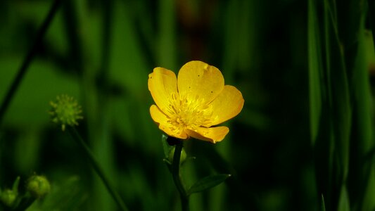 Nature flower plant