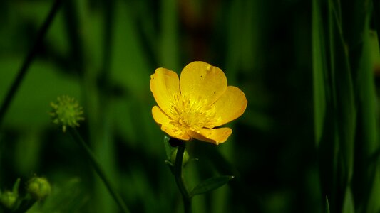 Nature flower plant photo