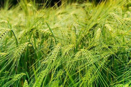 Cereals grains field