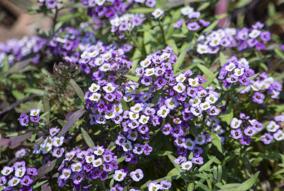 Garden gardening green