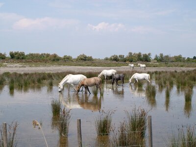 Camargue horse horse water plan photo