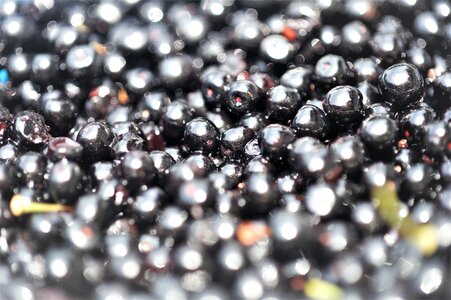 Cherry cherry tree fruit health