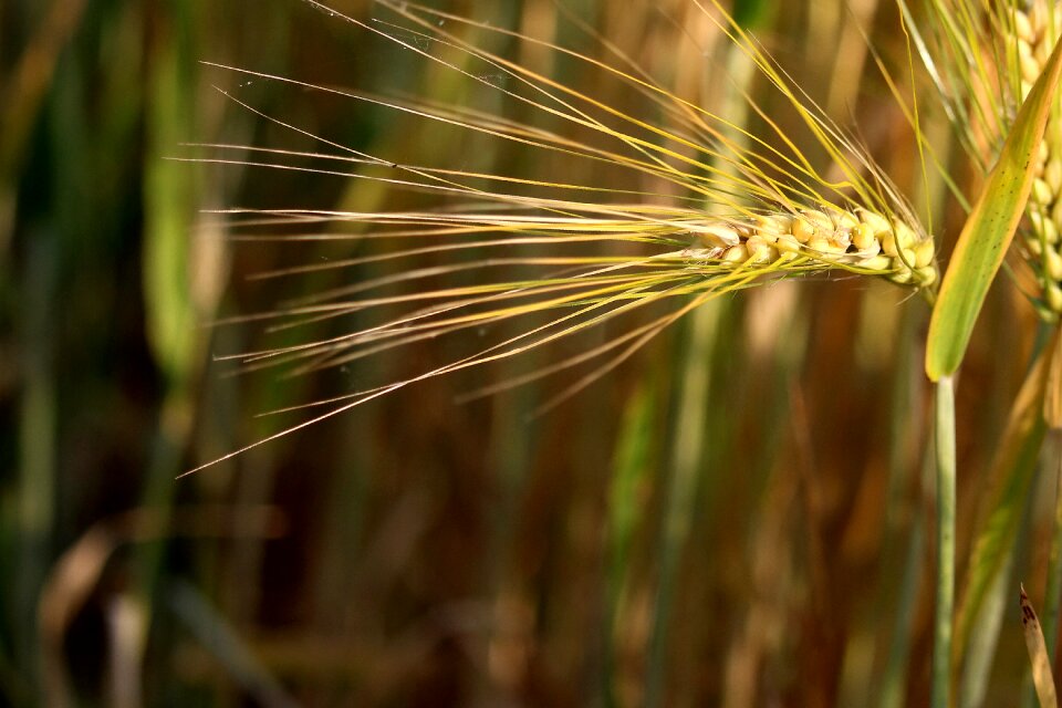 Barley awns cornfield