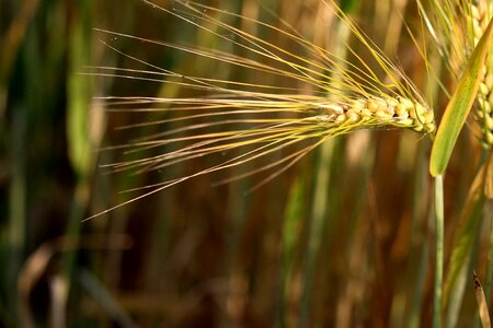 Barley awns cornfield