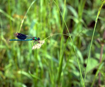 Blue green wing