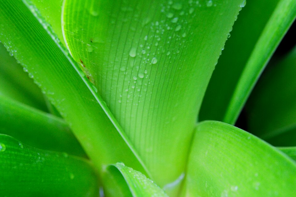 Raindrop plant nature