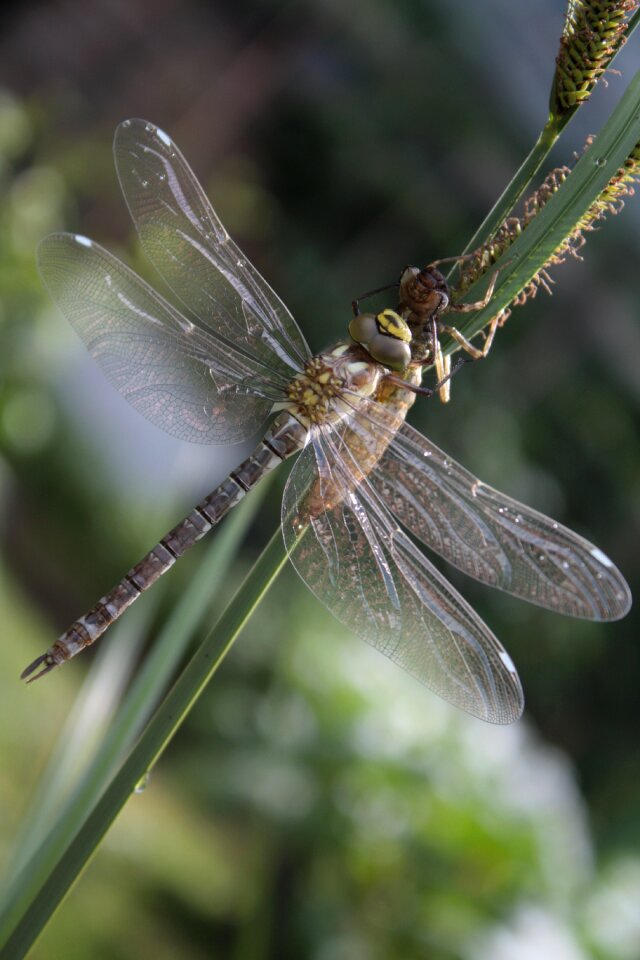 Hawker close up flight insect