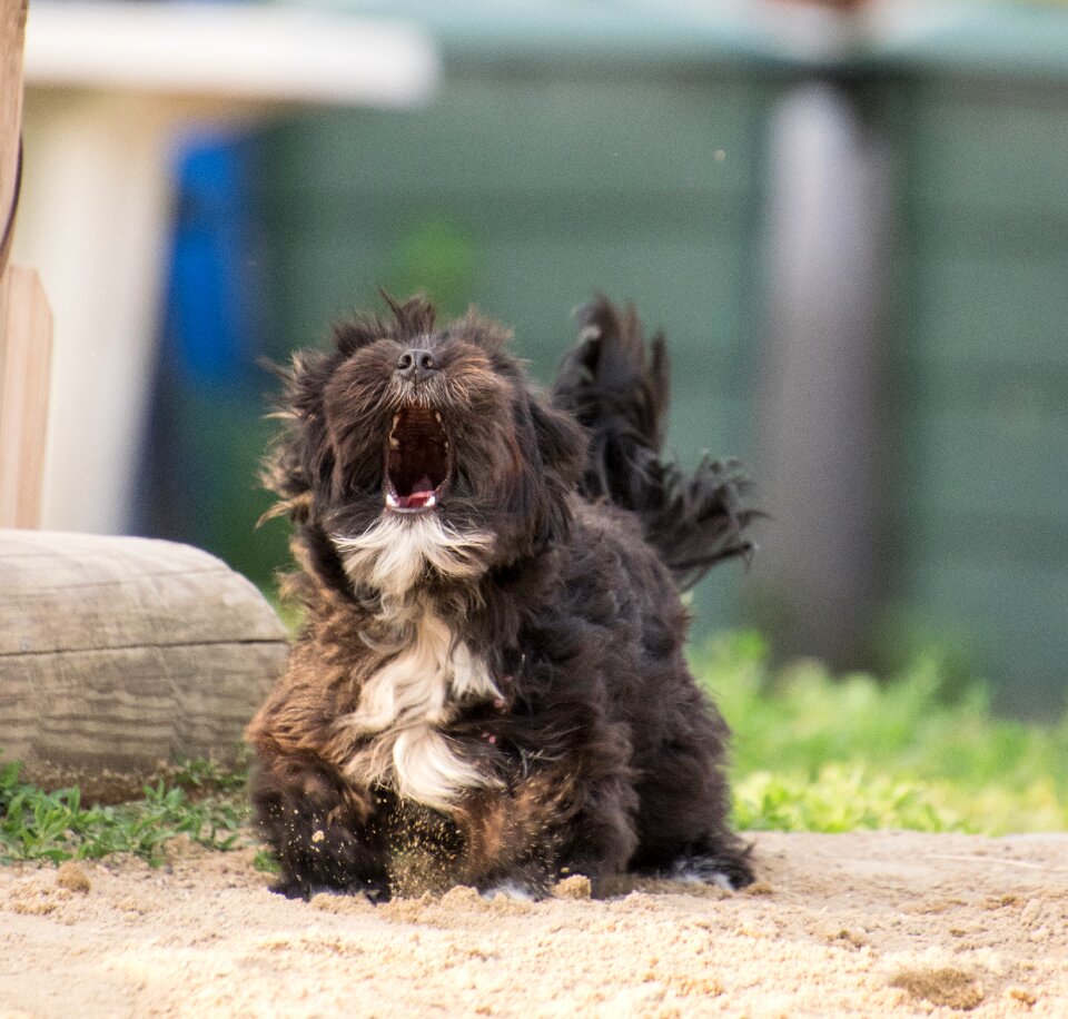Animal barking yelp