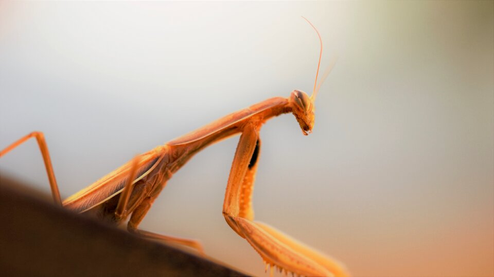 Fishing locust close up flight insect photo