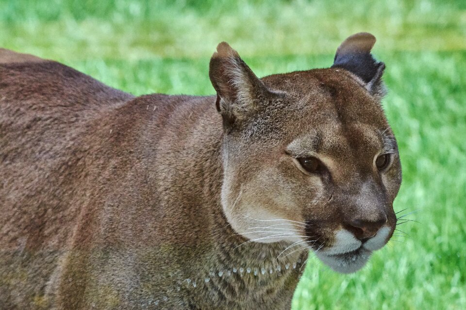 Wildcat big cat mountain lion