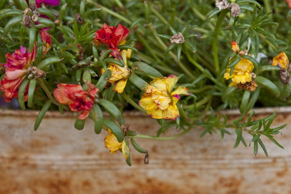 Floral plants natural