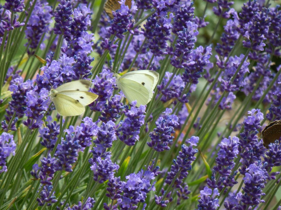 Flower violet butterfly wings