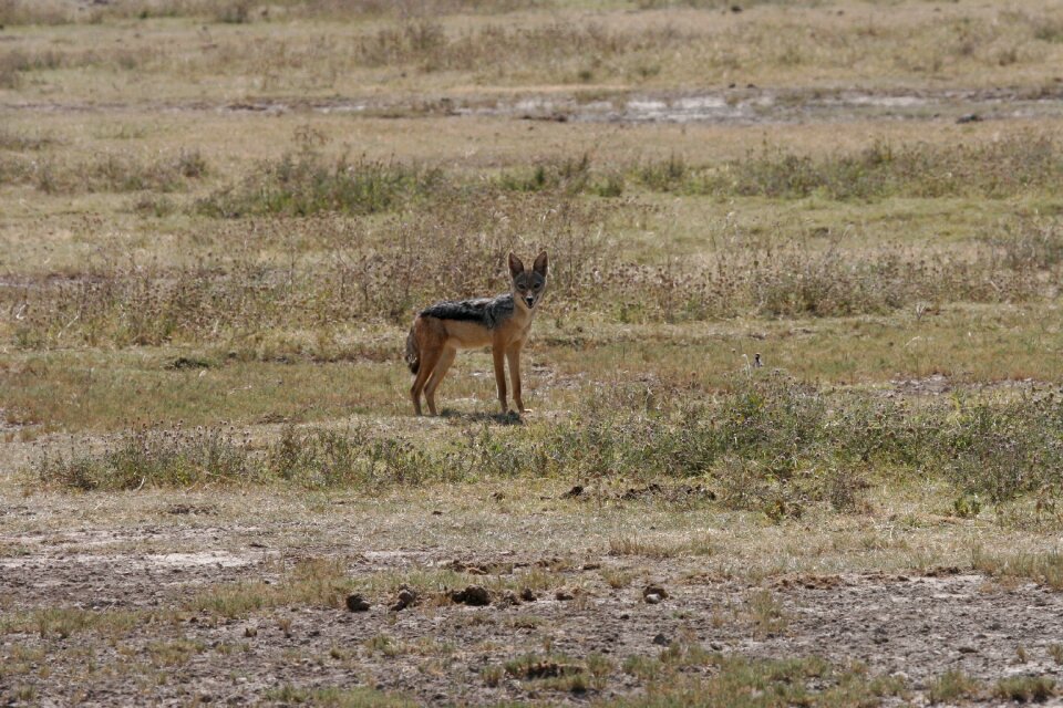 Kenya wild mammal