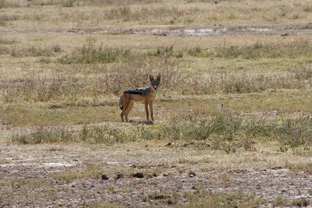 Kenya wild mammal photo