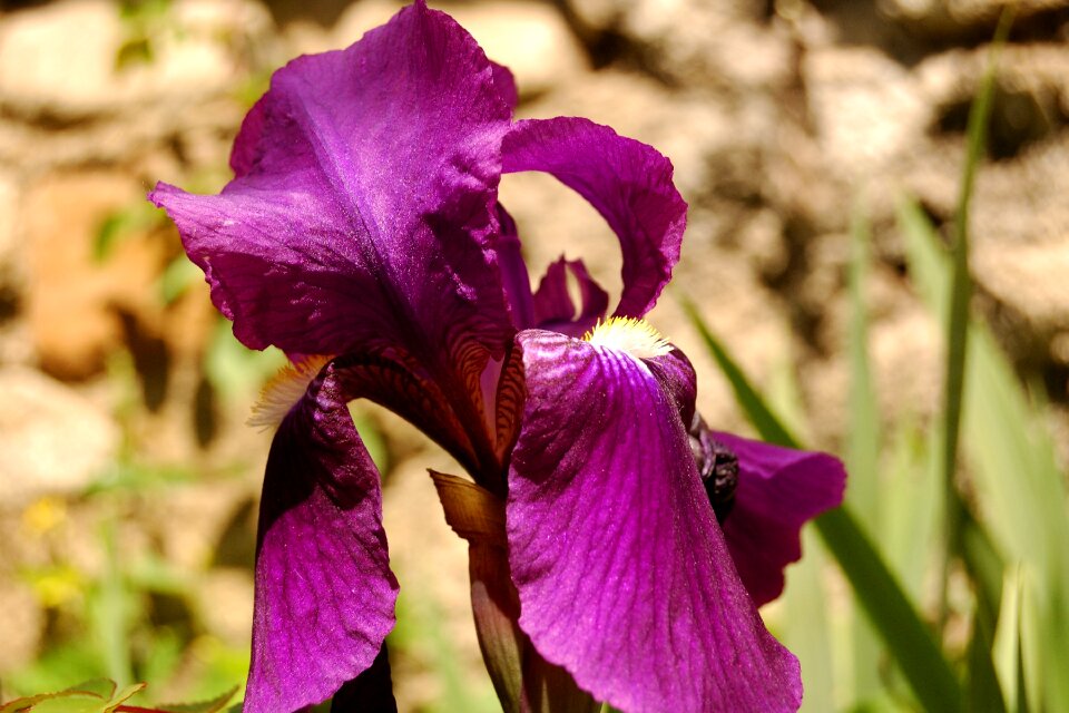 Nature wild flowers petal