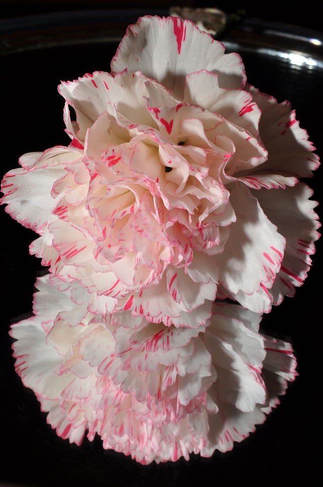 Carnation pink white