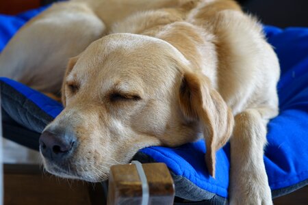 Labrador favorite place dog hammock bed photo