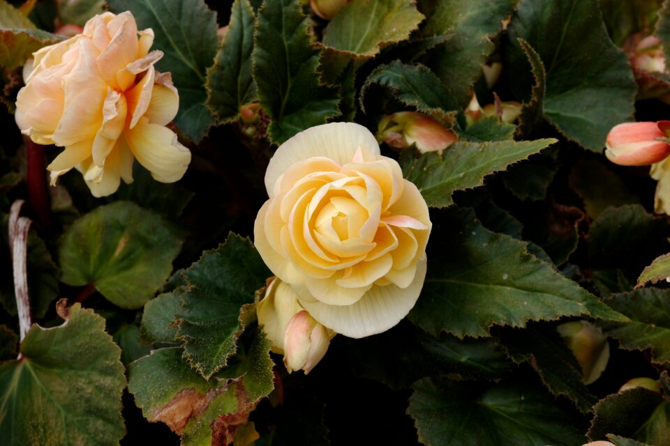 Flower rose bloom close up