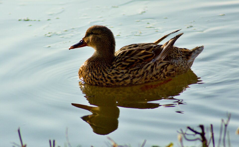 Animal nature water