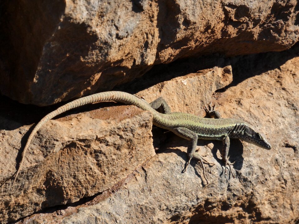 Rock portugal reptile