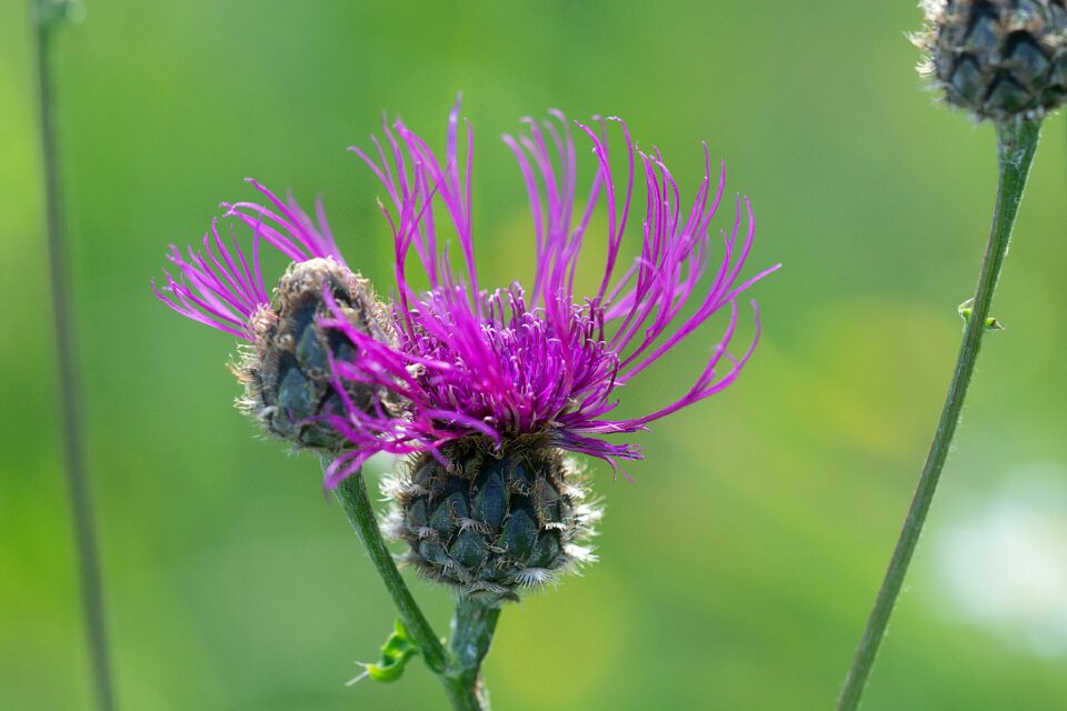 Pink flower blossom bloom photo