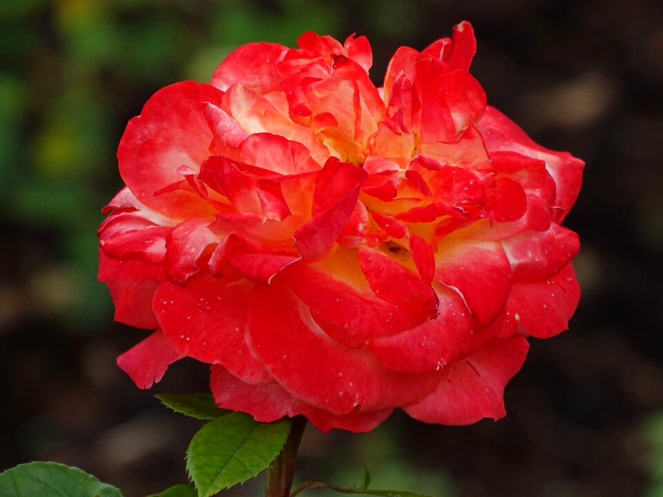 Blossom bloom nature