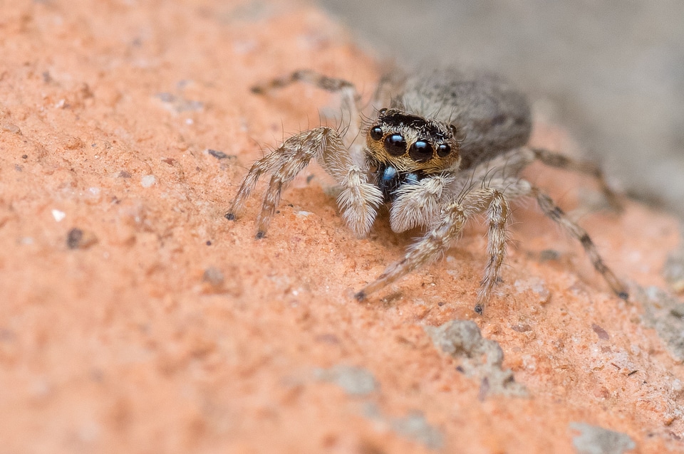 Macro nature arachnid
