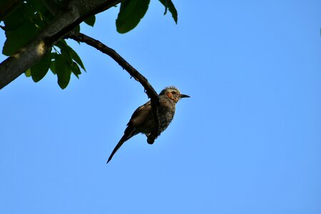 Bird wild birds brown-eared bulbul photo