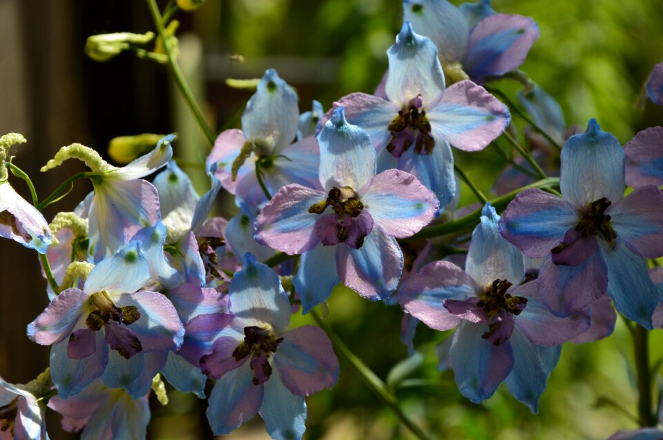 Nature flowers flowers are purple