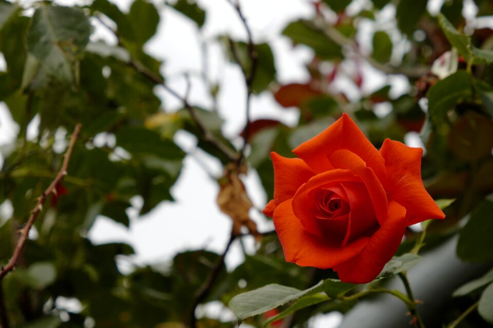 Bloom rose blooms beauty