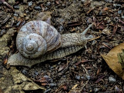 Snail nature forest path