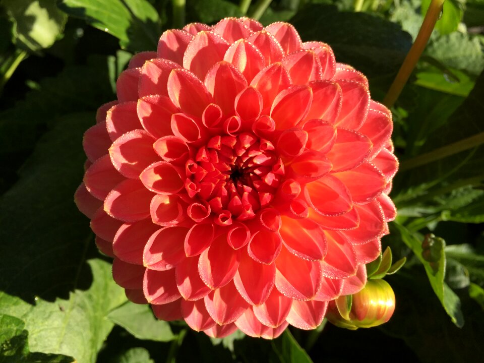 Dahlia flower orange flower