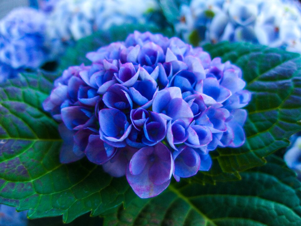 Purple nature blue