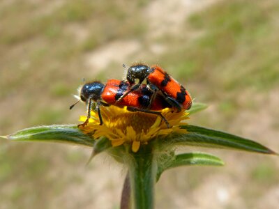 Black and orange flower insects copulating photo